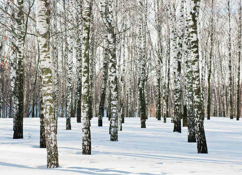 Fototapeta birch forest in winter sunny day