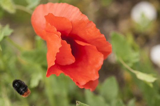 Closeup of a poppy flower.