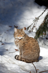 wildcat, felis silvestris