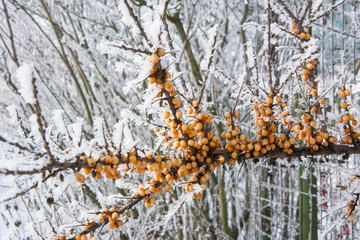 Sea buckthorn on branch under snow close up