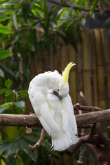White Cockatoo Preening