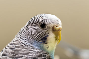 Parakeet