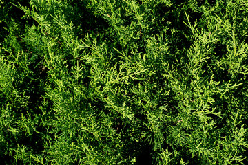 Beautiful wild plant. Nice leaf background. Environment conservation concept. Tropical and nature.