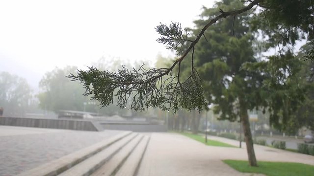 misty morning in the city with a branch of pine tree in the foreground