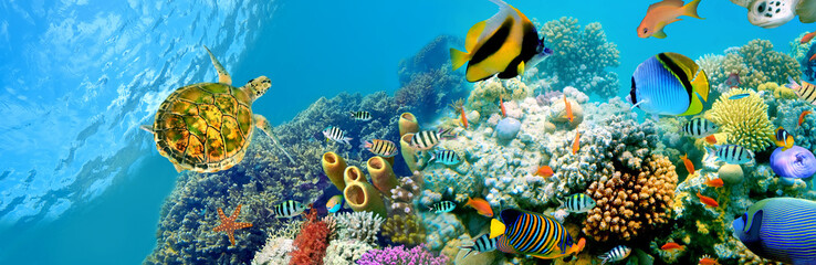Panele Szklane Podświetlane  Panoramiczne ryby i morze