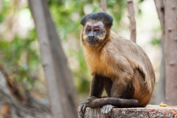 Naklejka na ściany i meble Capuchin monkey female performing a sexual display