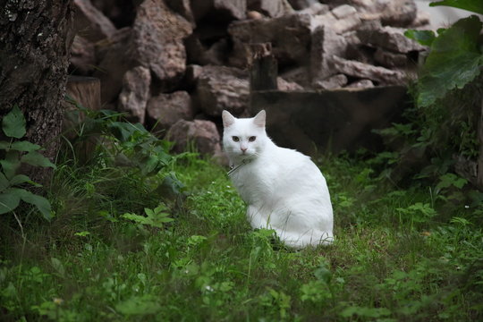 Cute white cat