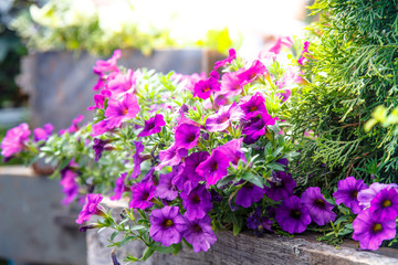 Fototapeta na wymiar Purple Petunia flowers grow on a flowerbed.
