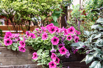 Fototapeta na wymiar Purple Petunia flowers grow on a flowerbed.