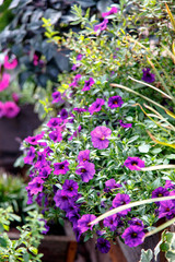 Purple Petunia flowers grow on a flowerbed.