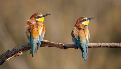 couple of bee-eaters on a branch
