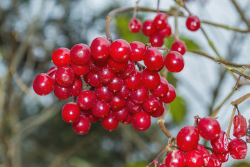 Viburnum of the berry