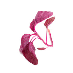 red spinach isolated on white background.