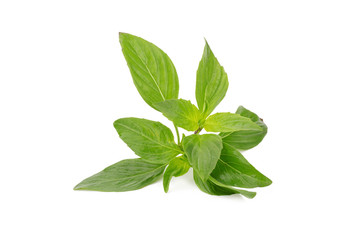Fototapeta premium Fresh basil leaves isolated on white background.