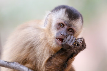 Capuchin monkey (juvenile female) at Serra da Capivara