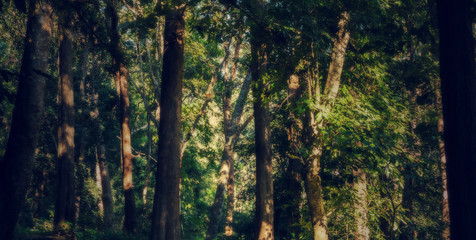 Fototapeta premium view inside of the forest on the trees