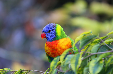 Rainbow Lorikeet