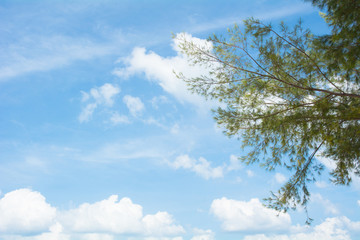 Obraz premium Pine tree branches in sunny day,Poda island, Krabi, Thailand.