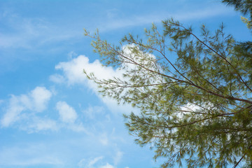Pine tree branches in sunny day,Poda island, Krabi, Thailand.