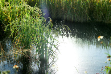 Rice cornfield