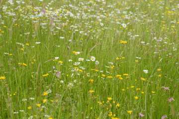 Meadow wth flowers