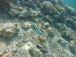 Thalassoma hardwicke, nice tropical fish. Ari Atoll, Maldives