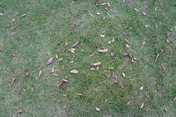 Fallen leaves on the grass. Environment conservation concept. Tropical and nature.