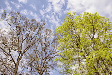 background with trunks of spring trees