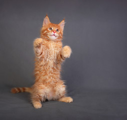 Funny adorable red solid maine coon kitten standing on two back