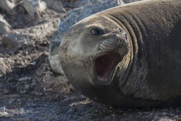 Elephant Seal on Rock