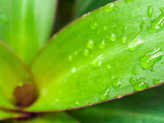 Ornamental plant as background
