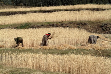 Getreideernte in Äthiopien 