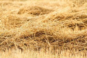 Bales of starw in a field