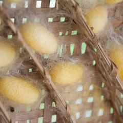 cocoon egg for make silk cloth fabric