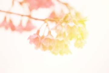 Abstract blur and soft of sweet Thai sakura branch for a sweet background