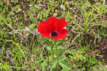 Wild poppy flower in the field.