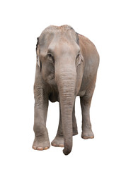 Fototapeta na wymiar Asia elephant on isolated white background.