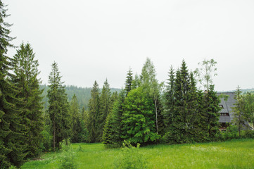 Pine forest in summer