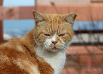 Lonely homeless cat with very sad sight.