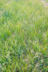 Natural meadow in spring