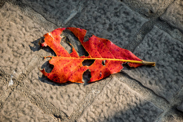 The orange color leaves falling on the floor