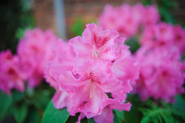 Fototapeta premium pink flowers in garden