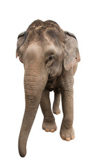 elephant isolate on white backgrond