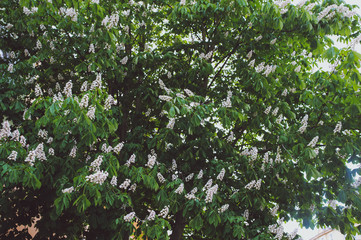 Fototapeta premium Blossoming chestnuts. Castanea sativa. Shallow depth-of-field
