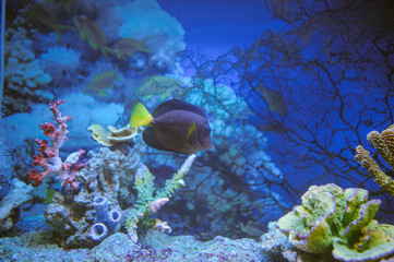 Naklejka na ściany i meble Sea life: exotic tropical coral reef