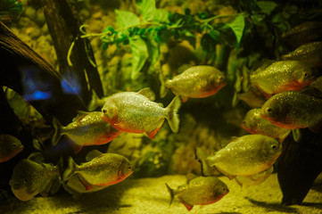 Sea life: exotic tropical coral reef