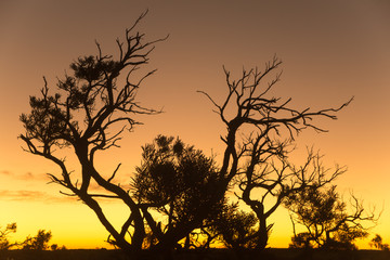 Silhouettes of trees at sunset at Bullara Station, Western Australia