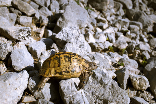 Land turtle crawling on rocks in natural conditions.