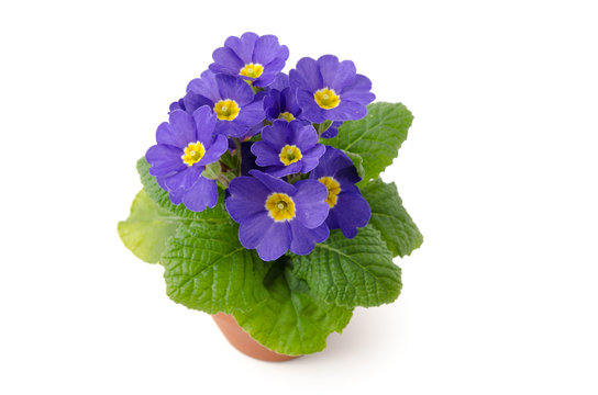 Kleine Primel