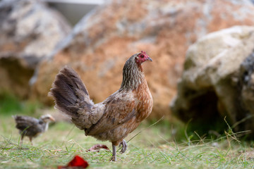 Verwilderte Henne mit Küken auf Kauai, Hawaii, USA.